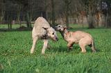 IRISH WOLFHOUND 247